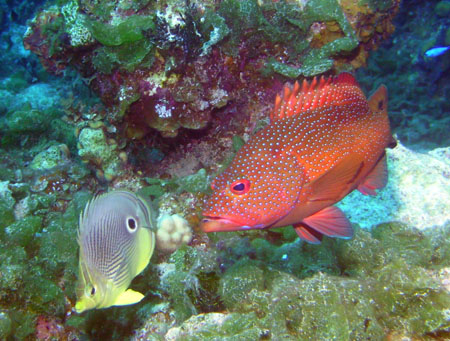 Rencontre entre un poi.. Bahamas - 